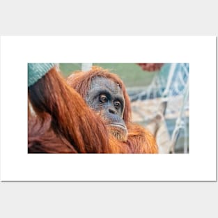 Sumatran Orangutan Posters and Art